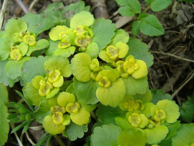 Śledziennica skrętolistna - Chrysosplenium alternifolium