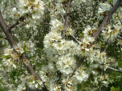 Śliwa tarnina - Prunus spinosa