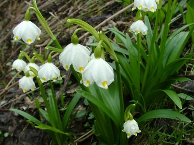 Śnieżyca wiosenna - Leucojum vernum
