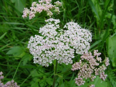Świerząbek orzęsiony - Chaerophyllum hirsutum