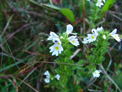 Świetlik łąkowy - Euphrasia rostkoviana