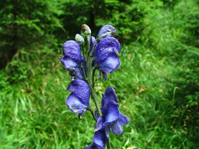 Tojad mocny - Aconitum callibotryon, Aconitum napellus