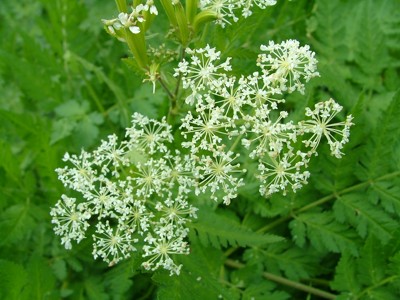 Trybula leśna (Trybuła leśna) - Anthriscus silvestris