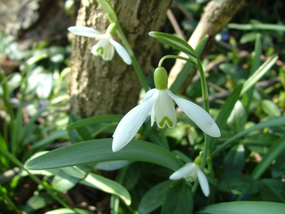 Śnieżyczka przebiśnieg - Galanthus nivalis