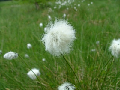 Wełnianka pochwowata - Eriophorum vaginatum