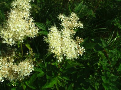 Wiązówka błotna - Filipendula ulmaria