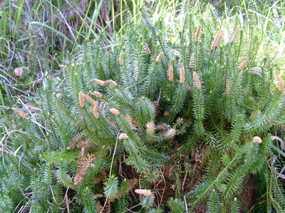 Widłak jałowcowaty - Lycopodium annotinum