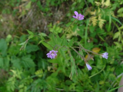 Wierzbownica drobnokwiatowa - Epilobium parviflorum