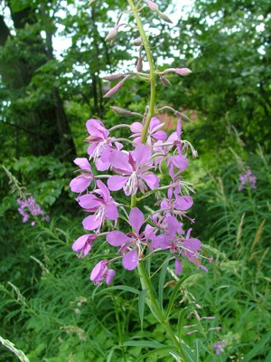Wierzbówka kiprzyca - Chamaenerion angustifolium, Epilobium angustifolium