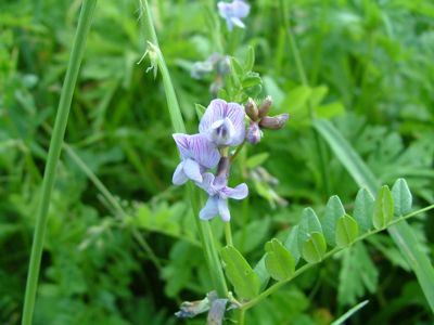 Wyka płotowa - Vicia sepium