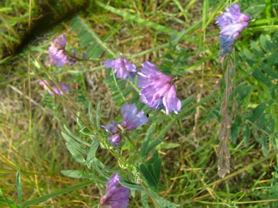 Wyka ptasia - Vicia cracca