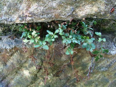 Zanokcica murowa - Asplenium ruta-muraria