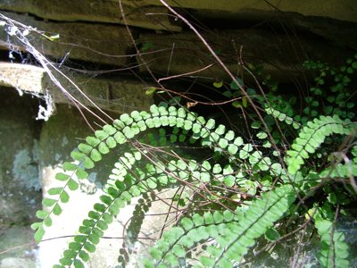 Zanokcica skalna - Asplenium trichomanes