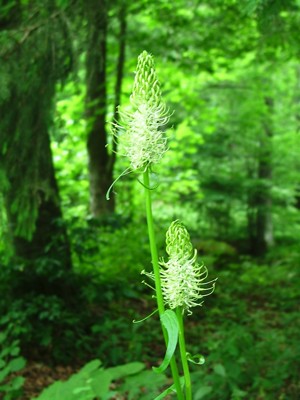 Zerwa kłosowa - Phyteuma spicatum