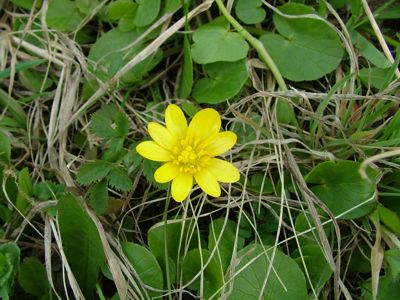 Ziarnopłon wiosenny - Ranunculus ficaria