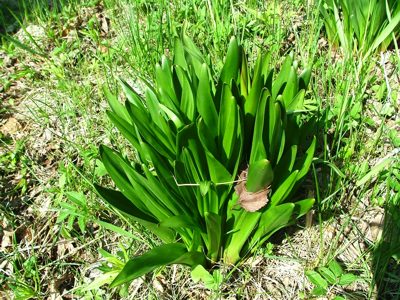 Zimowit jesienny - Colchicum autumnale