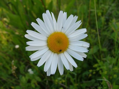 Złocień właściwy - Chrysanthemum leucanthemum, Leucanthemum vulgare