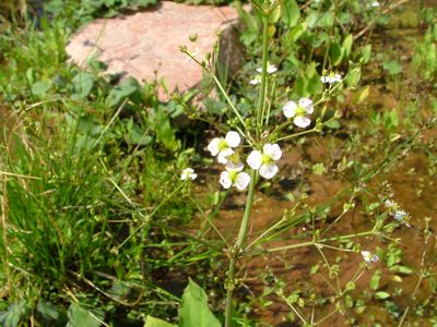 Żabieniec babka wodna - Alisma plantago-aquatica