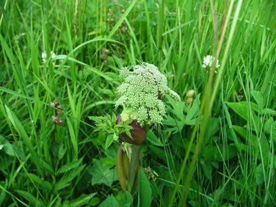 Dzięgiel leśny - Angelica sylvestris