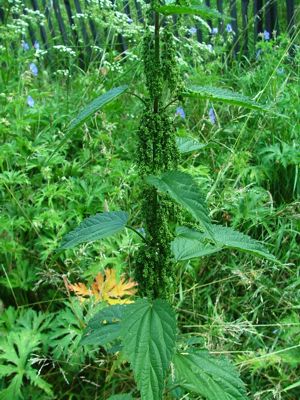 Pokrzywa zwyczajna - Urtica dioica