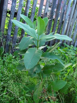 Rdestowiec ostrokończysty, rdest ostrokończysty - Reynoutria japonica, Polygonum cuspidatum