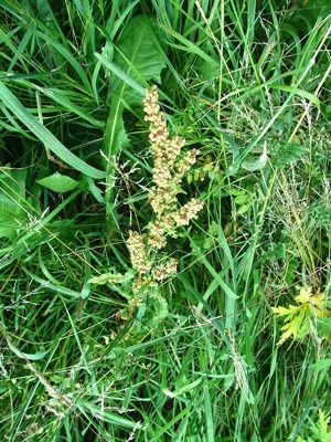 Szczaw kędzierzawy - Rumex crispus