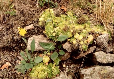 Rojnik pospolity - Sempervivum soboliferum