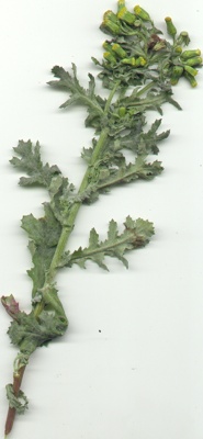 Starzec zwyczajny - Senecio vulgaris