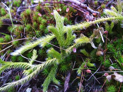 Widłak goździsty - Lycopodium clavatum