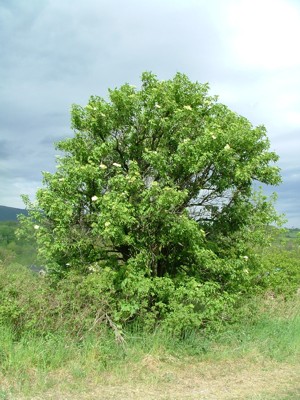 Bez czarny - Sambucus nigra