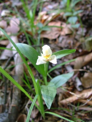Buławnik wielkokwiatowy - Cephalanthera damasonium, C. grandiflora, C. alba