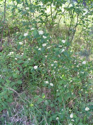Dereń świdwa - Cornus sanguinea