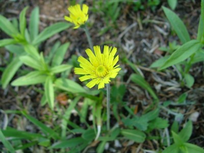 Jastrzębiec kosmaczek - Hieracium pilosella