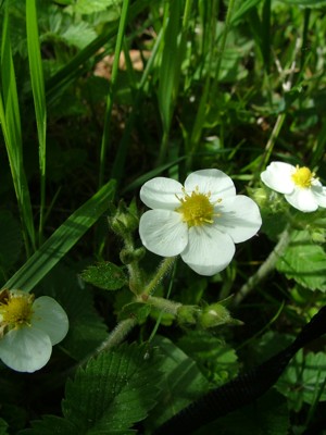Poziomka wysoka - Fragaria moschata
