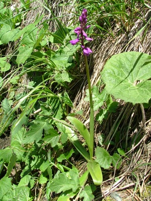 Storczyk męski nakrapiany - Orchis mascula ssp. signifera