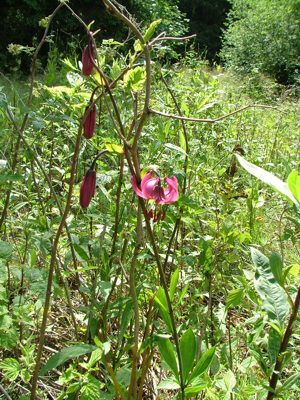 Lilia złotogłów - Lilium martagon