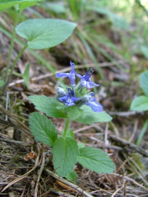 Dąbrówka kosmata (D. genewska) - Ajuga genevensis