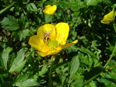 Jaskier rozłogowy - Ranunculus repens