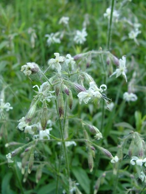 Lepnica zwisła - Silene nutans