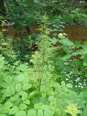 Parzydło leśne - Aruncus vulgaris, A. dioicus, A. silvester