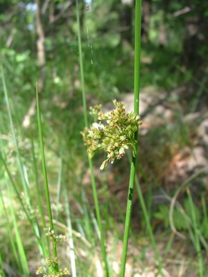 Sit rozpierzchły - Juncus effusus