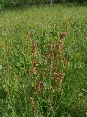 Szczaw zwyczajny - Rumex acetosa