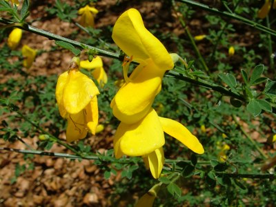 Żarnowiec miotlasty - Cytisus scoparius, Sarothamnus scoparius