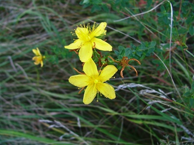 Dziurawiec zwyczajny - Hypericum perforatum