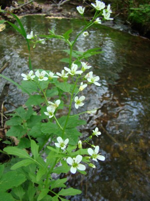 Rzeżucha gorzka - Cardamine amara