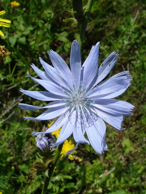 Cykoria podróżnik - Cichorium intybus