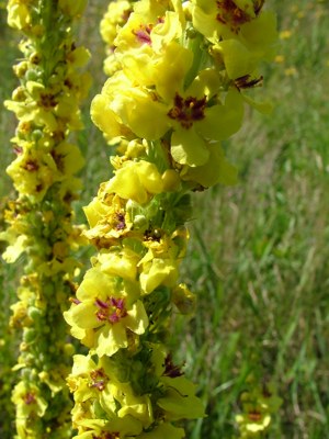 Dziewanna pospolita - Verbascum nigrum