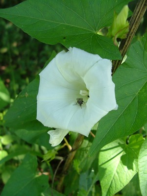 Kielisznik zaroślowy - Calystegia sepium, Convolvulus sepium