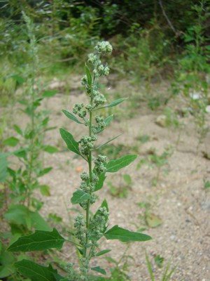 Komosa biała - Chenopodium album