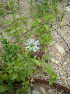 Kościenica wodna - Myosoton aquaticum, Malachium a., Stellaria a.